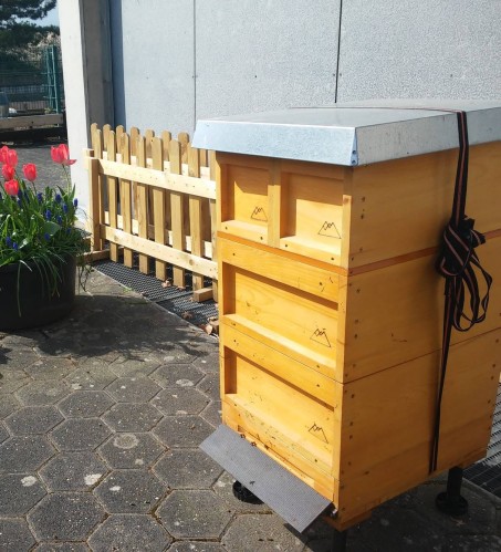Erstes Bienenvolk der Christophorusschule im Schuljahr 2019/2020